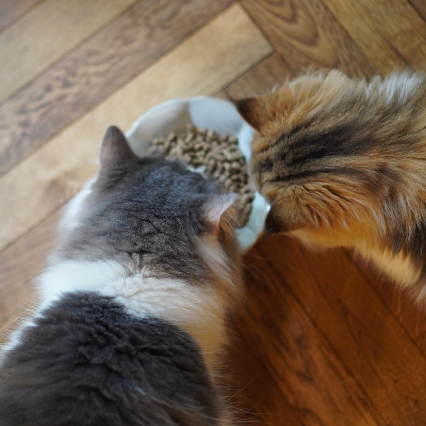 Hoippo - Cat Food 低溫製法貓糧,“選用日本金澤港季節性漁獲”選用當地季節性漁獲,讓愛寵能吃到最新鮮的漁獲所製成的寵糧!添加關注關節的『綠唇貽貝萃取物』,讓毛孩攝取營養同時,同時關注關節!使用60~80度緩慢烘烤有助於保留食材營養!