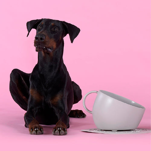 Set Cup 是一款由United Pets設計的防滑寵物碗和碗墊組合。碗的尺寸為30 x 23 x H19 cm,墊子的直徑為35.5 cm,容量達2500ml,適合大型犬使用。這款產品由100%回收塑料製成,具備防滑橡膠腳墊,便於握持和攜帶,並且可用洗碗機清洗。這款義大利製造的寵物用品結合了實用性和美觀設計,專為愛寵之人打造。